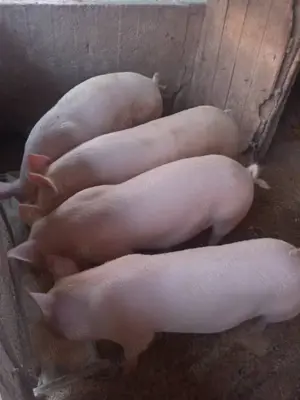 Vand 6 grasuni - imagine 3