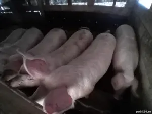 Vând porci Pietrain și Marele Alb   rasă superioară, carne de calitate