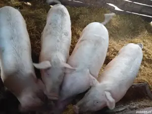Vând porci Pietrain și Marele Alb   rasă superioară, carne de calitate - imagine 2