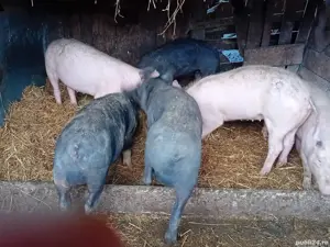 Vând porci Pietrain și Marele Alb   rasă superioară, carne de calitate - imagine 4