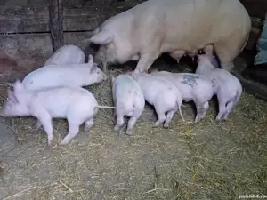 Vând porci Pietrain și Marele Alb   rasă superioară, carne de calitate - imagine 3