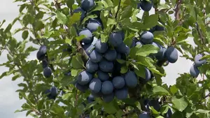 Vind țuică de prună din livada proprie