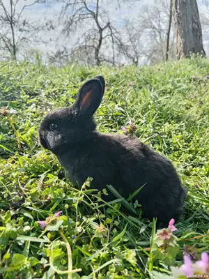 Diferite rase de iepuri, pui și maturi 