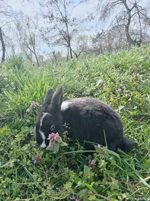 Diferite rase de iepuri, pui și maturi  - imagine 2