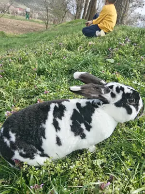 Iepuri pui și maturi  - imagine 3