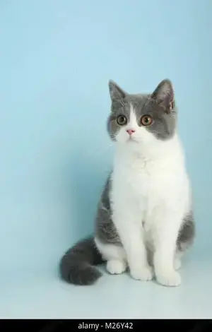 fetite british culori diferite