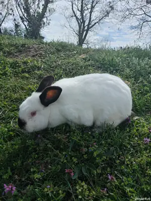 Iepuri pui și maturi  - imagine 2