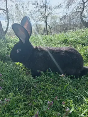 Iepuri pui și maturi 