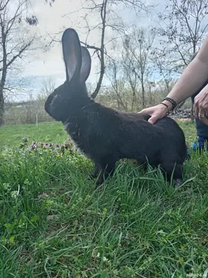 Iepuri pui și maturi  - imagine 4