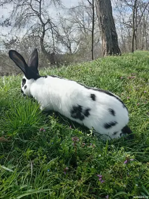 Iepuri pui și maturi  - imagine 5