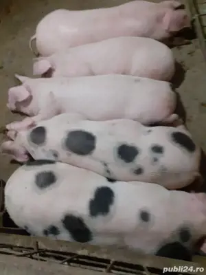 vand porci - imagine 2