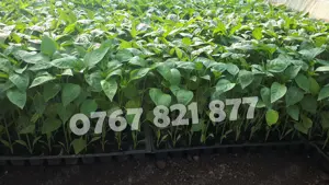 Rasaduri de ardei castraveti rosii   tomate vinete de vanzare 2026