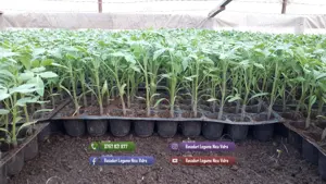 Rasaduri de ardei castraveti rosii   tomate vinete de vanzare 2026 - imagine 2