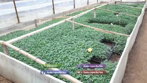 Rasaduri de ardei castraveti rosii   tomate vinete de vanzare 2026 - imagine 4