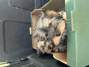 Yorkshire  - imagine 3