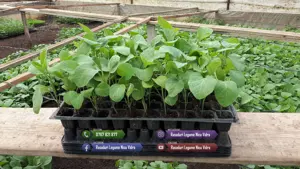 Rasaduri de ardei castraveti rosii   tomate vinete de vanzare 2026 - imagine 5