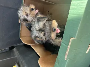 Yorkshire  - imagine 4