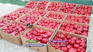 Rasaduri de ardei castraveti rosii   tomate vinete de vanzare 2026 - imagine 7