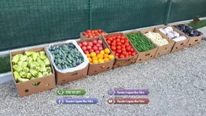 Rasaduri de ardei castraveti rosii   tomate vinete de vanzare 2026 - imagine 8