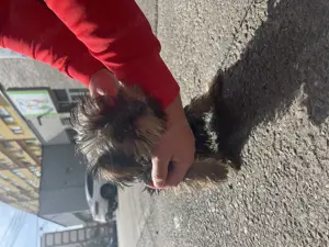 Yorkshire  - imagine 5