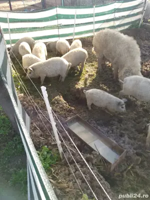 Vand purcei Mangalita cu Adeverinta de origine - imagine 2