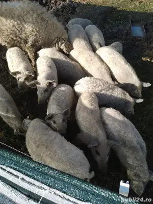 Vand purcei Mangalita cu Adeverinta de origine - imagine 5