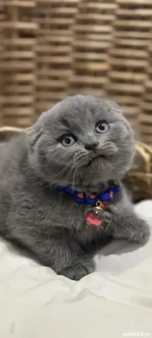 British blue - imagine 2