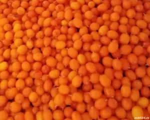 Catina boabe si suc de cătină direct de la producător