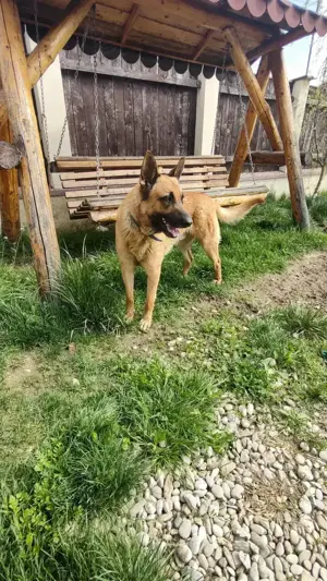 Donez caine Malinois