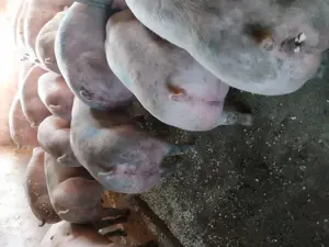 Porci de carne 100-300kg  - imagine 2