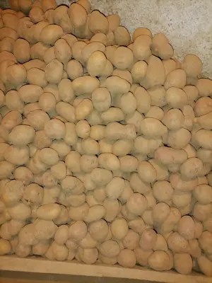 Cartofi pentru animale și consum