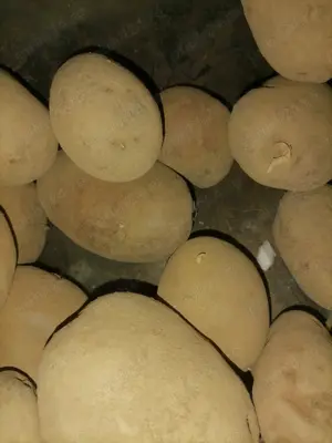 Cartofi pentru animale și consum - imagine 2