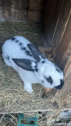   iepurașii cu varsta de două luni sau adulții 