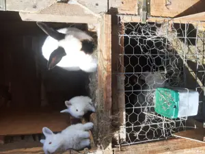   iepurașii cu varsta de două luni sau adulții  - imagine 5