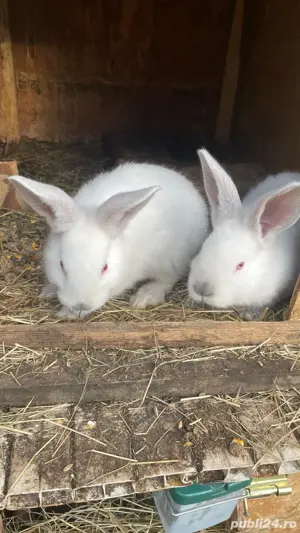   iepurașii cu varsta de două luni sau adulții  - imagine 2