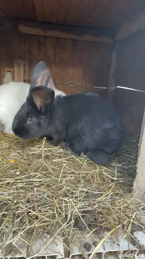   iepurașii cu varsta de două luni sau adulții  - imagine 4