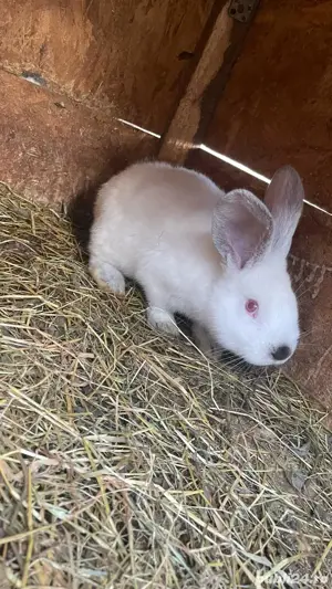   iepurașii cu varsta de două luni sau adulții  - imagine 3