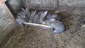 Iepurași de 7 săptămâni  - imagine 2