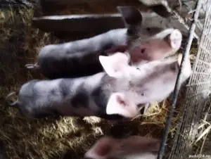 vand Scroafe-porcii - imagine 2