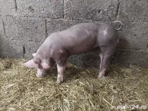 pietrain belgian - imagine 3