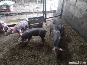 pietrain belgian - imagine 4