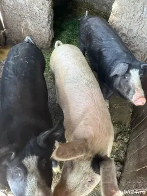 porci de vanzare Ianca jud Braila 