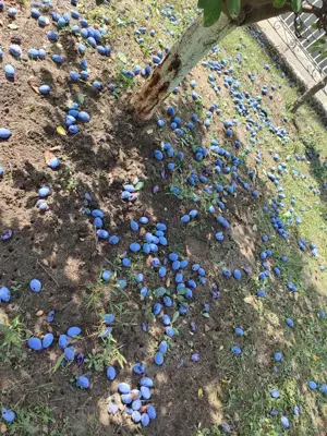 teren de vinzare - imagine 13