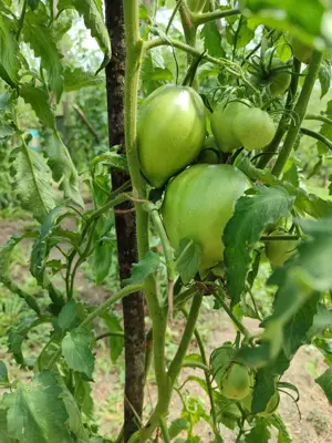 teren de vinzare - imagine 5