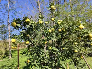 teren de vinzare - imagine 4