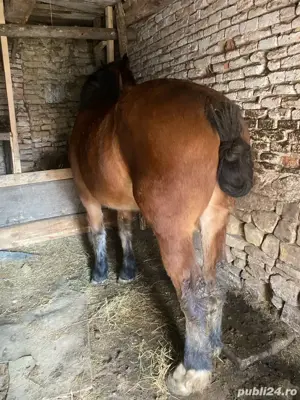 Manza 2 ani - imagine 2