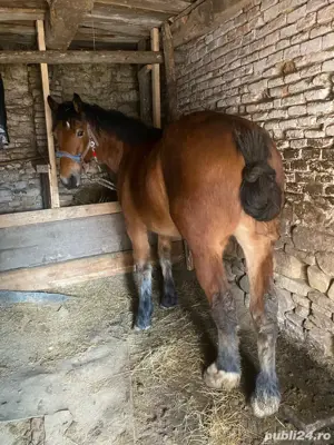 Manza 2 ani - imagine 3