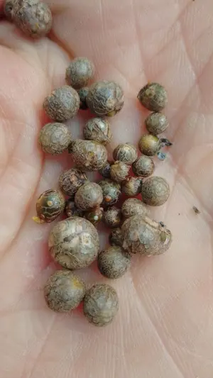 Vând semințe plante deosebite - imagine 3