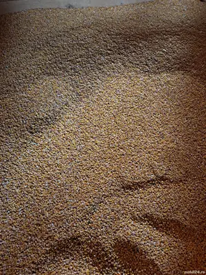 porumb boabe de vânzare 