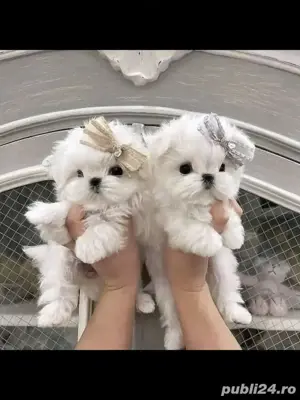 Bichon maltez mini toy alb 
